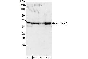 Western Blotting (WB) image for anti-Aurora Kinase A (AURKA) (AA 75-125) antibody (ABIN7451657)