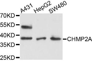 Western blot analysis of extracts of various cell lines, using CHMP2A antibody (ABIN4903275) at 1:1000 dilution. (CHMP2A Antikörper)