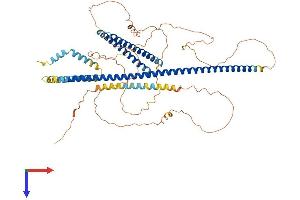 Transmembrane and Coiled-Coil Domain Family 1 (TMCC1) (AA 1-649) protein (His tag)