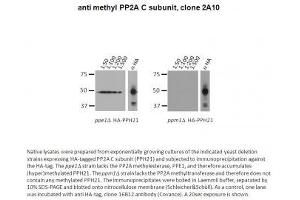 Image no. 1 for anti-Protein Phosphatase 2, Catalytic Subunit, alpha Isozyme (PPP2CA) (meLys309) antibody (ABIN1042659) (PPP2CA Antikörper  (meLys309))