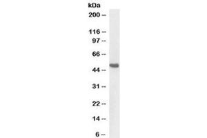 Western blot testing of pig kidney lysate with BMP7 antibody at 1ug/ml. (BMP7 Antikörper  (AA 120-131))