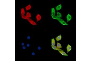 Estrogen-induced gene 121 protein Antibody staining Hela cells by IF/ICC. (ELAPOR1 Antikörper)