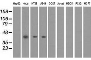 Western blot analysis of extracts (35 µg) from 9 different cell lines by using anti-PAICS monoclonal antibody. (PAICS Antikörper)