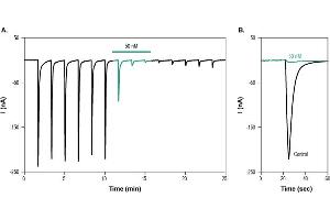 α-Bungarotoxin-ATTO Fluor-633 inhibits muscle nACh receptors heterologously expressed in Xenopus oocytes. (alpha-Bungarotoxin protein (Atto 633))