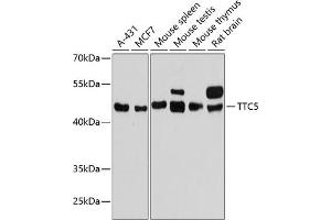 Western blot analysis of extracts of various cell lines, using TTC5 antibody (ABIN6128852, ABIN6149672, ABIN6149673 and ABIN6217156) at 1:3000 dilution. (TTC5 Antikörper  (AA 1-300))