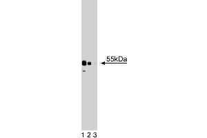 Western blot analysis of XRCC4 on a HeLa cell lysate (Human cervical epitheloid carcinoma, ATCC CCL-2.