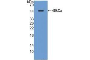 Detection of Recombinant CAV1, Mouse using Polyclonal Antibody to Caveolin 1 (CAV1)