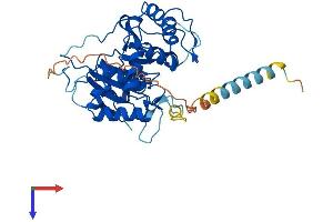 ST3GAL2 Protein (AA 1-350) (His tag)