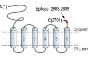 Representative domain view of the target of ABIN7885095.