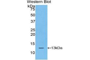 Western Blotting (WB) image for anti-S100 Calcium Binding Protein A10 (S100A10) (AA 1-97) antibody (ABIN1078493) (S100A10 Antikörper  (AA 1-97))