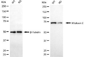 Western blotting analysis using mitofusin 2 antibody (ABIN7799440). (Rekombinanter MFN2 Antikörper)