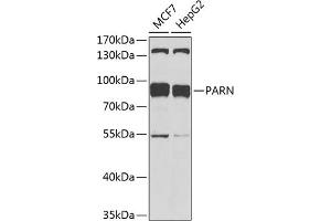 Western blot analysis of extracts of various cell lines, using PARN antibody (ABIN1681249, ABIN3018397, ABIN3018398 and ABIN6220460) at 1:1000 dilution. (PARN Antikörper  (AA 1-280))
