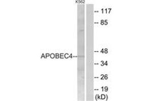 Western Blotting (WB) image for anti-Apolipoprotein B mRNA Editing Enzyme, Catalytic Polypeptide-Like 4 (Putative) (APOBEC4) (AA 309-358) antibody (ABIN2890553) (APOBEC4 Antikörper  (AA 309-358))