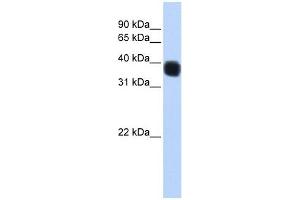 SSBP3 antibody used at 1 ug/ml to detect target protein.