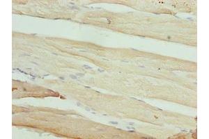 Immunohistochemistry of paraffin-embedded human skeletal muscle tissue using ABIN7166743 at dilution of 1:100 (MAB21L1 Antikörper  (AA 1-359))