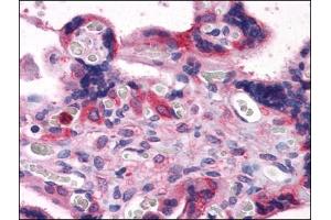 Immunohistochemistry Image: Human Placenta: Formalin-Fixed, Paraffin-Embedded (FFPE) (BAG3 Antikörper  (C-Term))