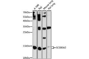 Western blot analysis of extracts of various cell lines, using SCGB3A2 antibody (ABIN6147429) at 1:3000 dilution. (SCGB3A2 Antikörper  (AA 1-93))