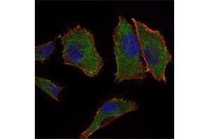 Immunofluorescence analysis of PANC-1 cells using COX4I1 mouse mAb (green). (COX IV Antikörper)