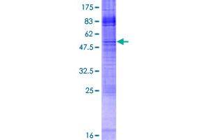 IMPA2 Protein (AA 1-288) (GST tag)