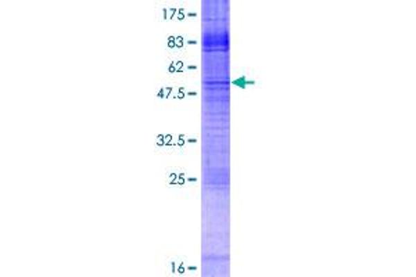 IMPA2 Protein (AA 1-288) (GST tag)