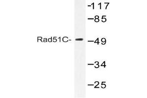Western blot (WB) analysis of Rad51C antibody in extracts from COS-7 cells. (RAD51C Antikörper)