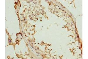 Immunohistochemistry of paraffin-embedded human testis tissue using ABIN7175755 at dilution of 1:100 (WDR47 Antikörper  (AA 350-600))