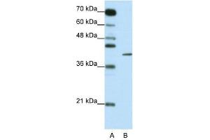 ZFP42 antibody used at 0. (ZFP42 Antikörper  (N-Term))