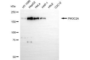Western blotting analysis using PIK3C2A antibody (ABIN7799818).