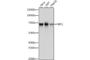 Western blot analysis of extracts of various cell lines, using NRF1 Rabbit mAb (ABIN7269022) at 1:1000 dilution. (NRF1 Antikörper)