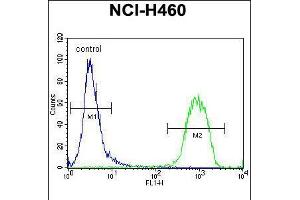 Flow cytometric analysis of NCI-H460 cells (right histogram) compared to a negative control cell (left histogram). (ATRX Antikörper  (C-Term))