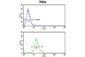 Flow Cytometry (FACS) image for anti-Dolichol Kinase (DOLK) antibody (ABIN3003934) (Dolichol Kinase Antikörper)