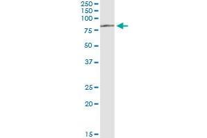 Immunoprecipitation (IP) image for anti-TATA Box Binding Protein (TBP)-Associated Factor, RNA Polymerase I, B, 63kDa (TAF1B) (AA 1-588) antibody (ABIN948758)
