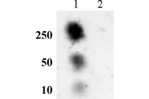 Histone H2A phospho Ser129 pAb tested by dot blot analysis. (Histone H2A Antikörper  (pSer129))