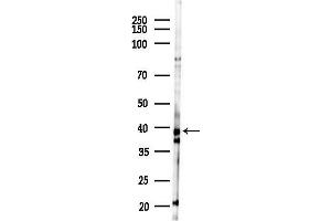 anti-DnaJ (Hsp40) Homolog, Subfamily B, Member 11 (DNAJB11) (N-Term) antibody