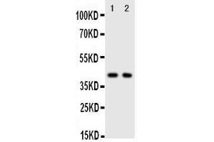Anti-CXCR5 antibody, Western blotting Lane 1: Rat Spleen Tissue Lysate Lane 2: HELA Cell Lysate (CXCR5 Antikörper  (C-Term))