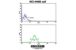 Flow Cytometry (FACS) image for anti-Cadherin 10, Type 2 (T2-Cadherin) (CDH10) (AA 495-523), (C-Term) antibody (ABIN5535226)