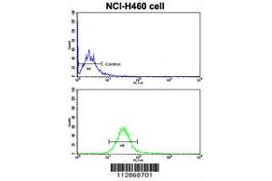 Flow cytometric analysis of NCI-H460 cells using Cadherin 10 (CDH10) Antibody (bottom histogram) compared to a negative control cell (top histogram).