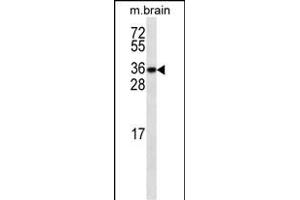 GBL ABIN659124 western blot analysis in mouse testis tissue lysates (35 μg/lane). (GBL Antikörper)