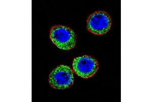 Confocal iunofluorescent analysis of E Antibody (Center) (ABIN391500 and ABIN2841465) with WiDr cell followed by Alexa Fluor 488-conjugated goat anti-rabbit lgG (green). (MME Antikörper  (AA 274-302))