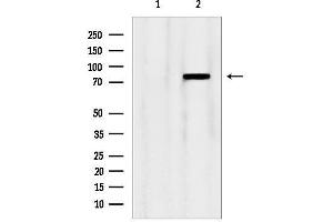 anti-Oxysterol Binding Protein (OSBP) (Internal Region) antibody