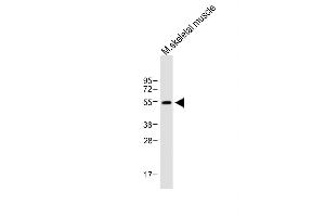 Anti-X7 Antibody (C-term) at 1:1000 dilution + Mouse skeletal muscle lysate Lysates/proteins at 20 μg per lane. (PAX7 Antikörper  (C-Term))