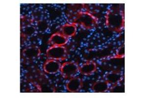 Immunofluorescence (IF) image for anti-Transforming Growth Factor, beta 1 (TGFB1) (Middle Region) antibody (ABIN2780306)