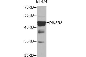 Western blot analysis of BT474 cell lines, using PIK3R3 antibody. (PIK3R3 Antikörper)