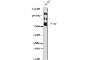 Western blot analysis of extracts of HepG2 cells, using PDZK1 antibody (ABIN7269199) at 1:1000 dilution. (PDZK1 Antikörper)