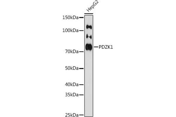 PDZK1 抗体
