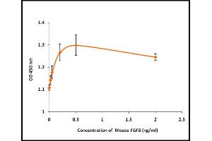 FGF8 Protein