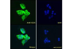 ABIN184714 Immunofluorescence analysis of paraformaldehyde fixed HepG2 cells, permeabilized with 0. (NQO1 Antikörper  (C-Term))