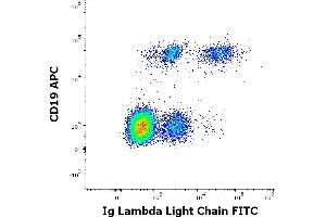 Flow cytometry multicolor surface staining of human lymphocytes stained using anti-human Ig lambda light chain (4C2) FITC antibody (20 μL reagent / 100 μL of peripheral whole blood) and anti-human CD19 (LT19) APC antibody (10 μL reagent / 100 μL of peripheral whole blood).