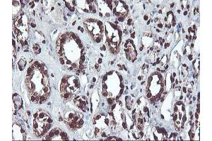 Image no. 6 for anti-O-Sialoglycoprotein Endopeptidase (OSGEP) (AA 1-335) antibody (ABIN1490751)