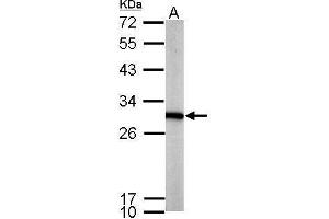 WB Image Sample (50 ug of whole cell lysate) A: mouse brain 12% SDS PAGE antibody diluted at 1:1000 (PGAM1 Antikörper)